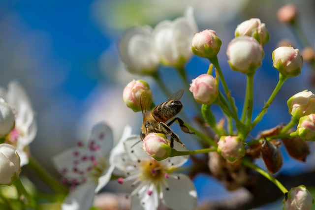 A propolisz egyik legfőbb hatóanyagai az antioxidáns flavonoidok. A méhek által begyűjtött propolisz számos egészségvédő hatással bír az emberi szervezetre nézve.